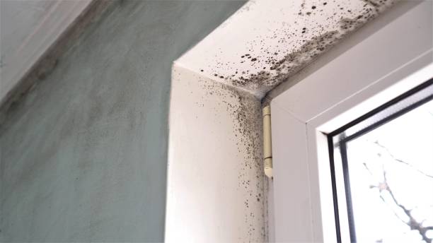 Best Mold Prevention Services  in Martinsville, NJ