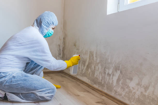 Best Basement Mold Removal  in Martinsville, NJ