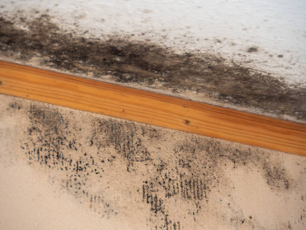  Martinsville, NJ Mold Removal Pros