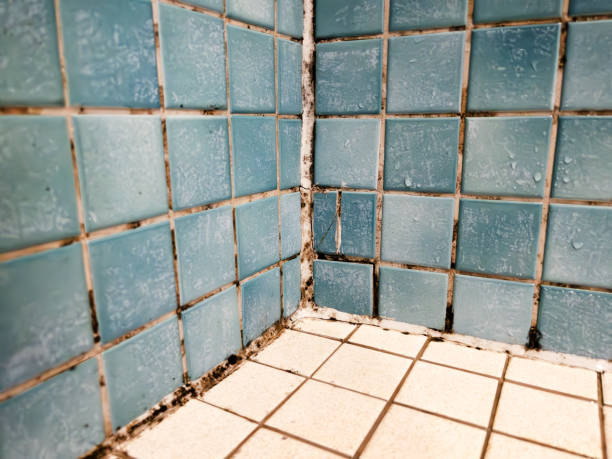 Mold Remediation for Rental Properties in Martinsville, NJ