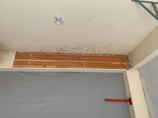 Environmental Consulting for Mold Prevention in Martinsville, NJ