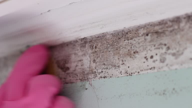 Best Mold Documentation for Insurance Claims  in Martinsville, NJ